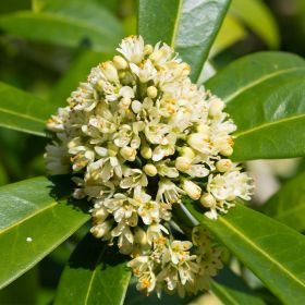 Skimmia japonica 'Kew Green' 5 Litre